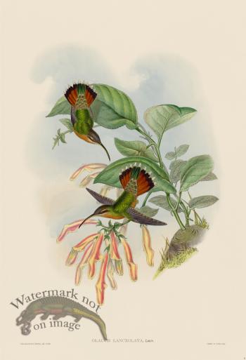 Gould Hummingbird 008